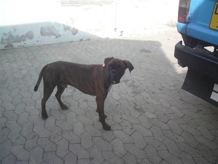 Boxer Mario  - -"jeg VIL altså med!!" billede 5