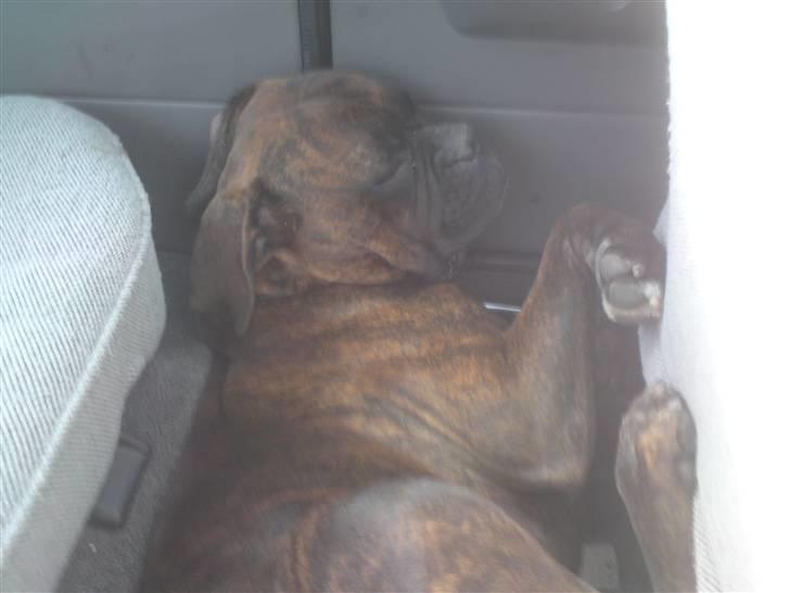 Boxer Mario  - Hvorfor lægge på det store bløde bagsæde, når man kan lægge imellem førersædet og bagsædet ?  billede 6