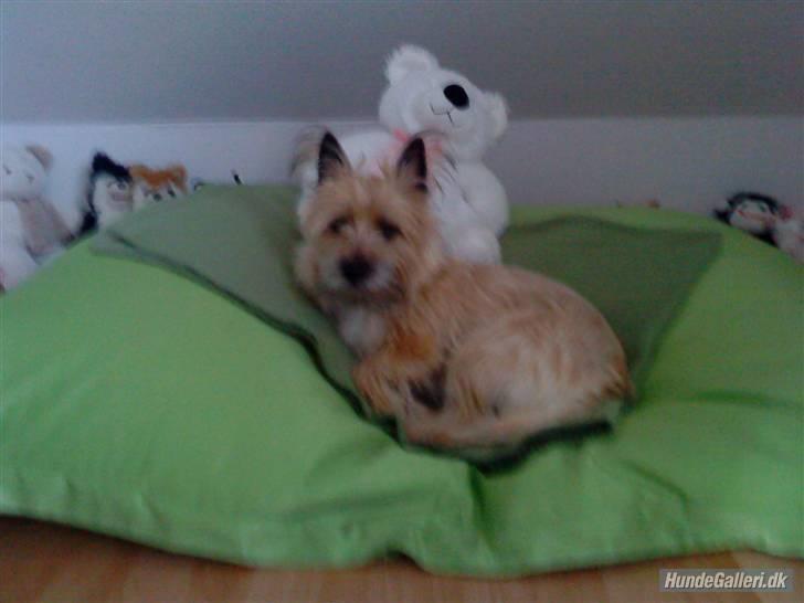 Cairn terrier Bubber billede 1