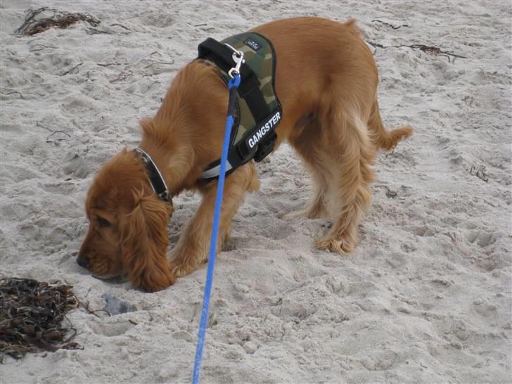 Cocker spaniel Walder RIP - Første tur på stranden. Alt skal undersøges billede 9