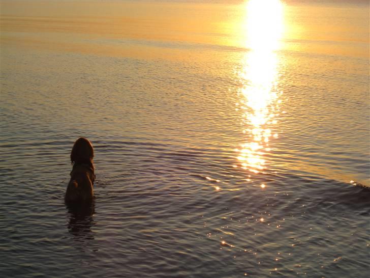 Cocker spaniel Walder RIP - Solnedgangen er da flot. billede 10