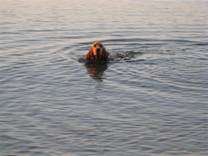 Cocker spaniel Walder RIP - Min første svømmetur ved stranden i Tisvilde. Skønt billede 11
