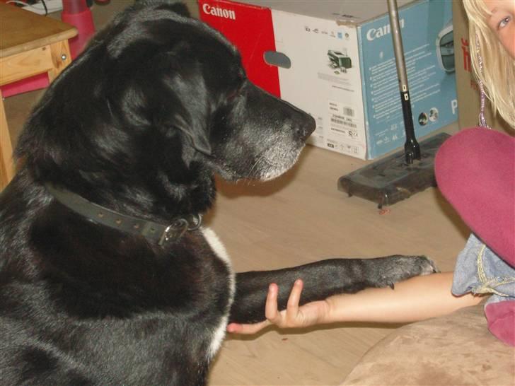 Labrador retriever Bella  billede 9