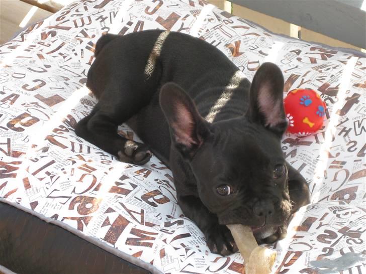 Fransk bulldog Caja - Sommerhygge med tyggeben i haven. billede 1