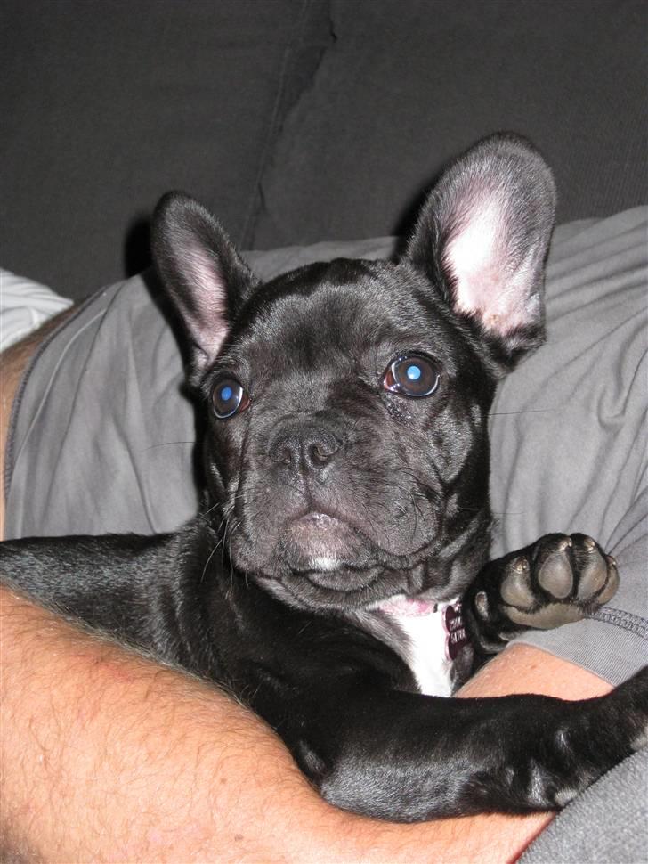 Fransk bulldog Caja - Er det mig du vil tage billeder af??? billede 2