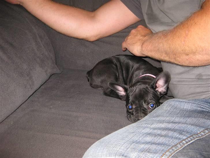 Fransk bulldog Caja - Caja da vi lige havde hentet hende. billede 3