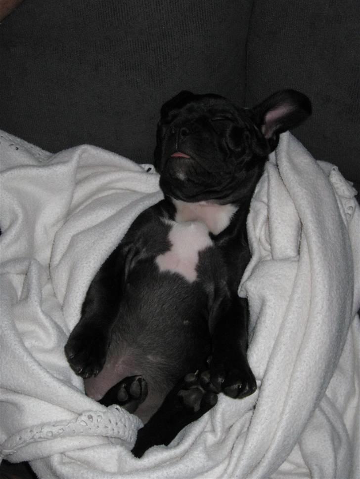 Fransk bulldog Caja - Caja elsker at sove på ryggen. billede 4