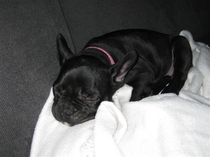 Fransk bulldog Caja - Meget træt lillepige. billede 5