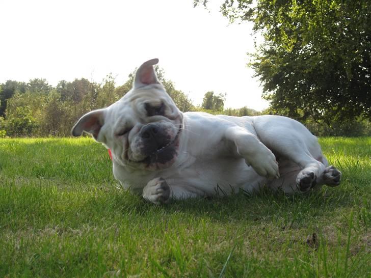 Engelsk bulldog Molly *givet væk* billede 18