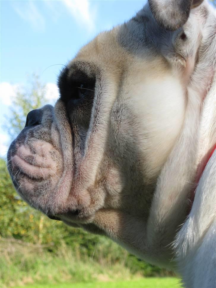 Engelsk bulldog Molly *givet væk* billede 20