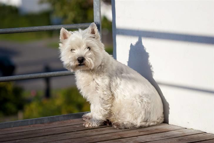 West highland white terrier Luna - Sidder lige og nyder morgensolen billede 20