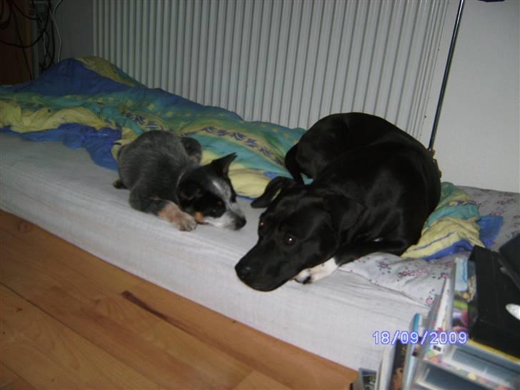 Australsk cattledog Pepsi - Kelly og Pepsi  billede 6