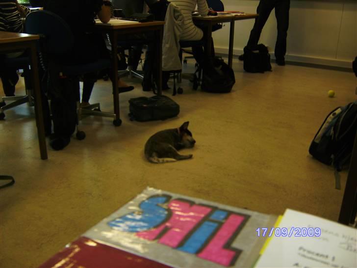 Australsk cattledog Pepsi - Pepsi var med i skole billede 7