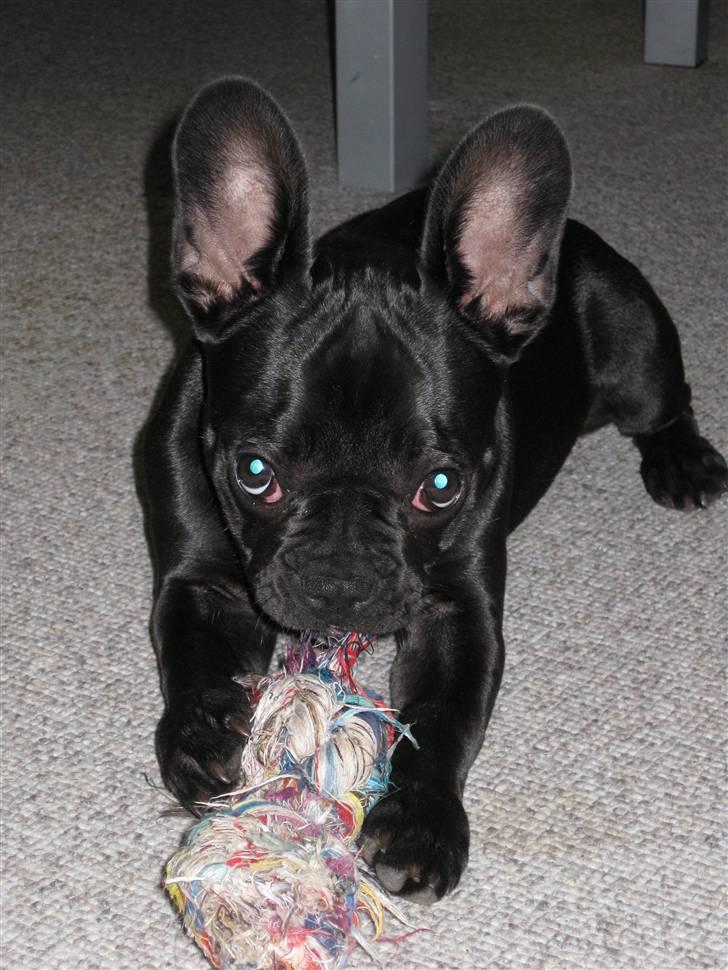Fransk bulldog Caja - ELSKER min knurreknude billede 6