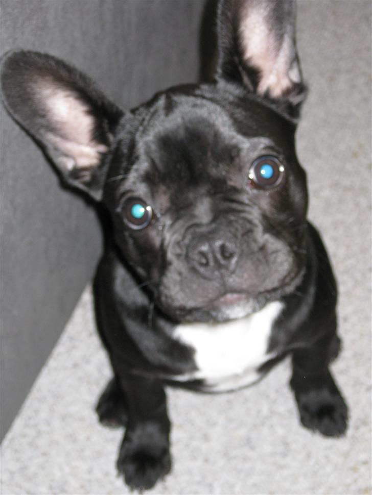 Fransk bulldog Caja billede 7