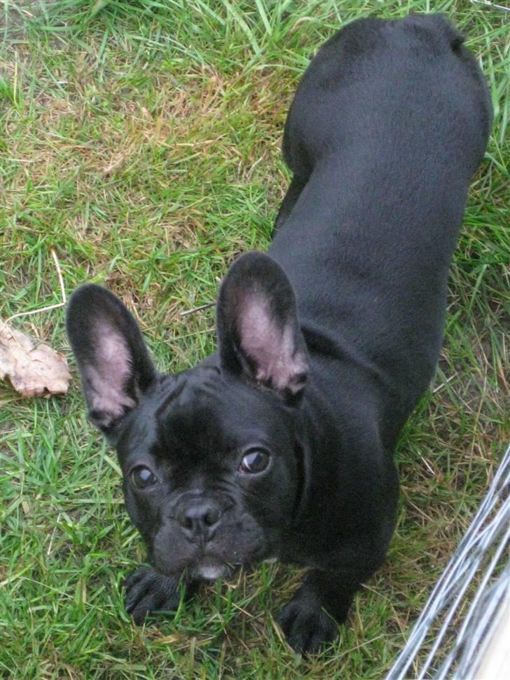 Fransk bulldog Caja - Hej mor. Jeg laver ikke noget. billede 8