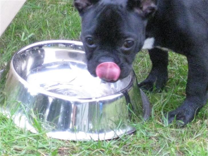 Fransk bulldog Caja - Ahhh billede 9