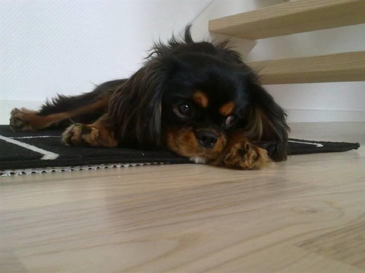 Cavalier king charles spaniel *Felix* - Jeg hygger mig ved siden af Marius som er Amalie`s lillebror billede 1