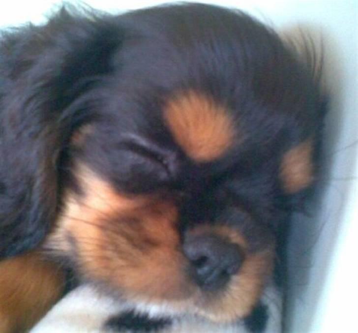 Cavalier king charles spaniel *Felix* - her ligger jeg ved siden af Marius  billede 2