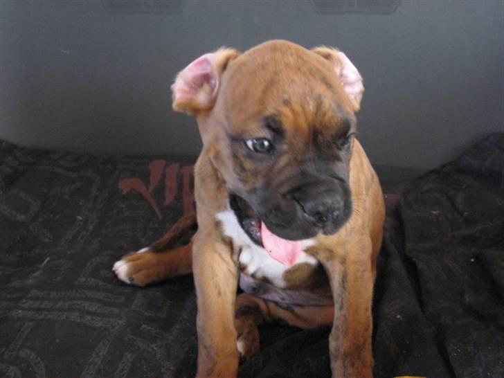 Boxer Bumle billede 8