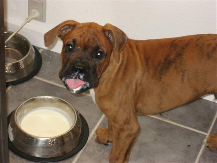 Boxer Bumle billede 9