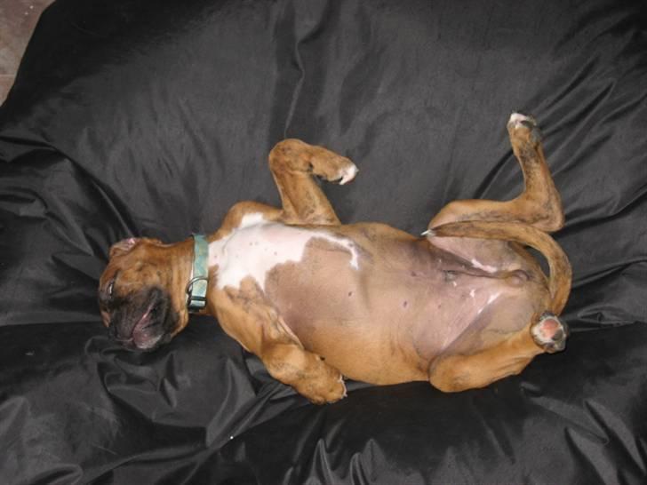Boxer Bumle billede 10