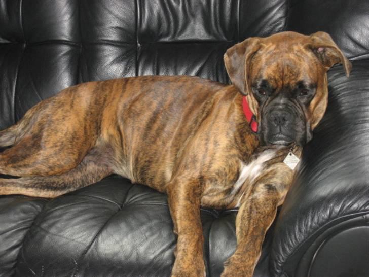 Boxer Molly billede 12