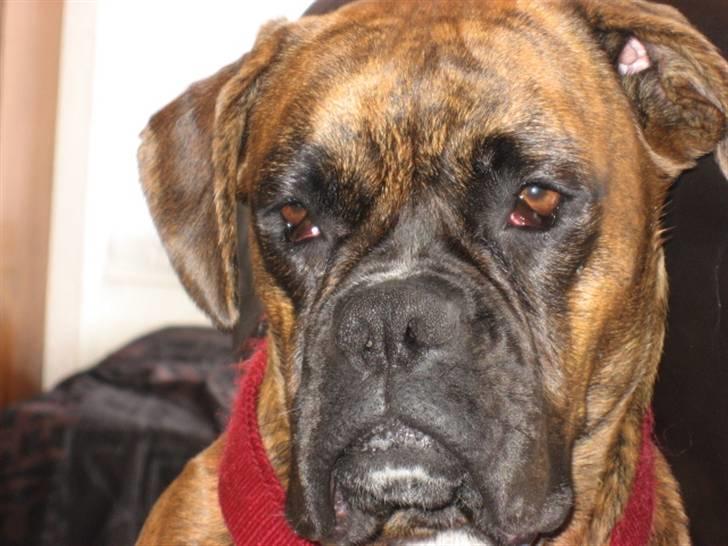 Boxer Molly billede 13