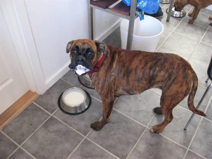 Boxer Molly billede 14