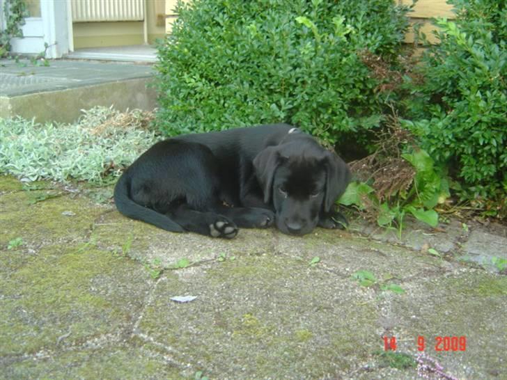 Labrador retriever Zia - 8½  uge og bare så dejlig billede 1
