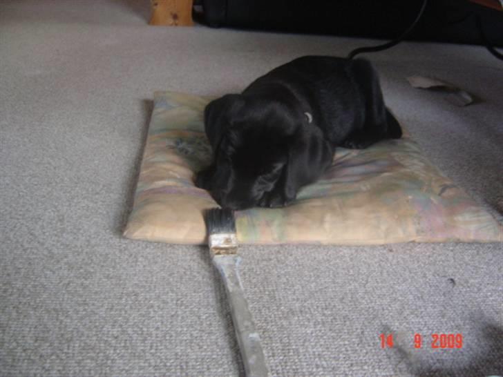 Labrador retriever Zia - Hygge i stuen billede 2