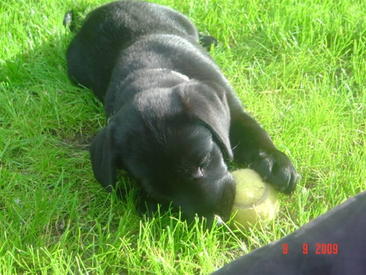 Labrador retriever Zia - ca ½ time efter hjemkomsten til det sønderjyske og lige klar til lidt leg billede 3