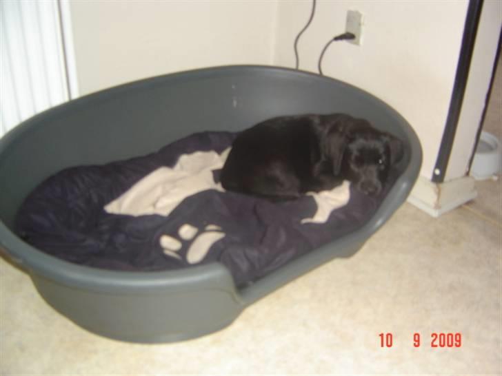 Labrador retriever Zia - Åh, så lille i den store hundekurv billede 4