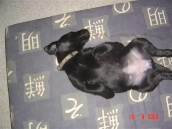 Labrador retriever Zia - Efter leg bliver man bare SÅ træt billede 5