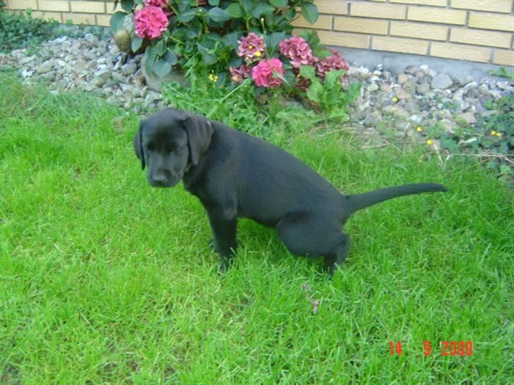 Labrador retriever Zia - Se hvad jeg kan udenfor... Yeahaaa billede 6