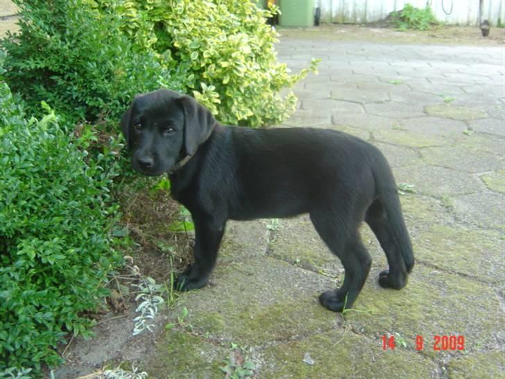 Labrador retriever Zia billede 7