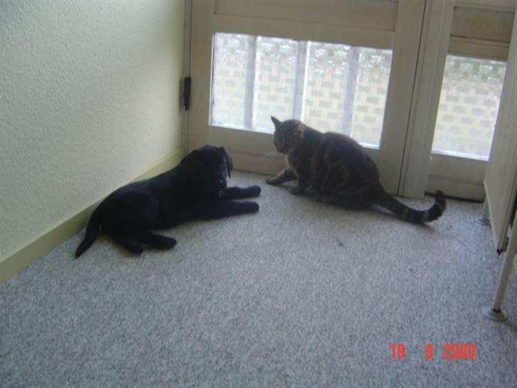 Labrador retriever Zia - Et af de mange forsøg på at lære én af kattene at kende billede 8