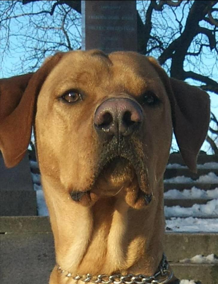 Blanding af racer Rollo Himmelhund billede 1