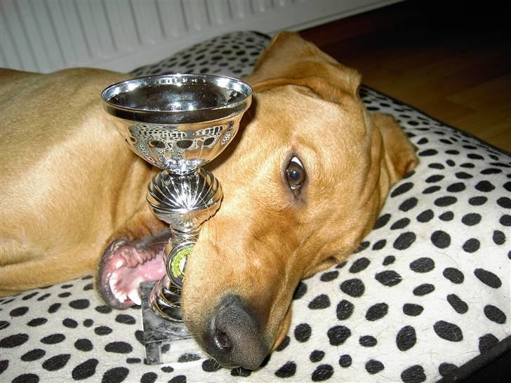 Blanding af racer Rollo Himmelhund billede 2