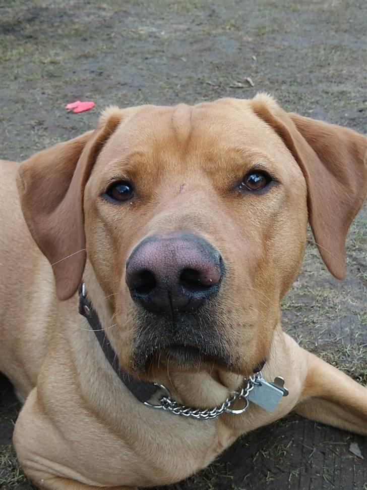 Blanding af racer Rollo Himmelhund billede 3