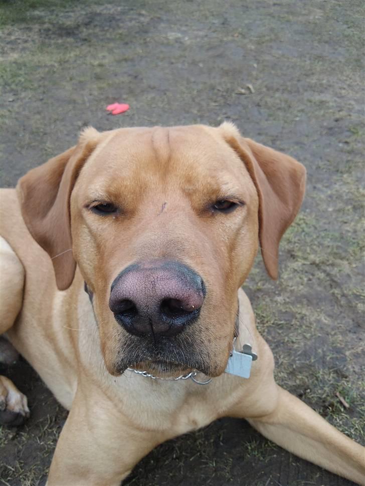 Blanding af racer Rollo Himmelhund billede 4