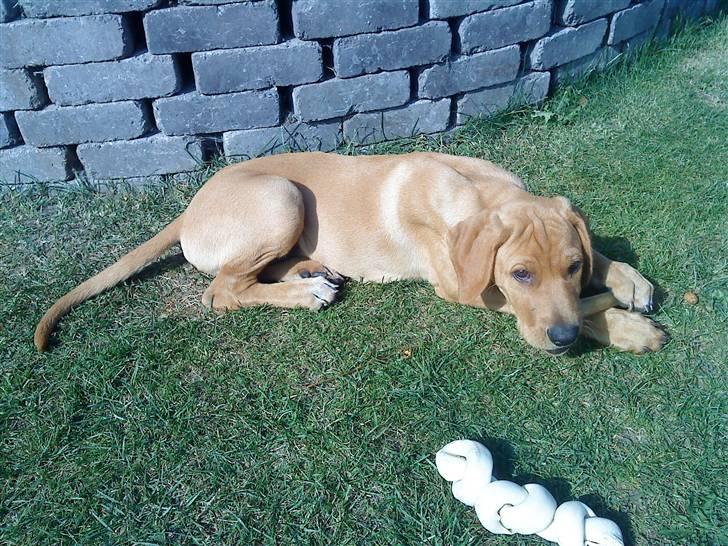 Blanding af racer Rollo Himmelhund billede 5