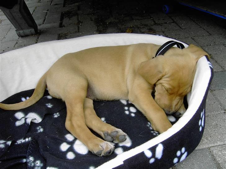 Blanding af racer Rollo Himmelhund billede 6