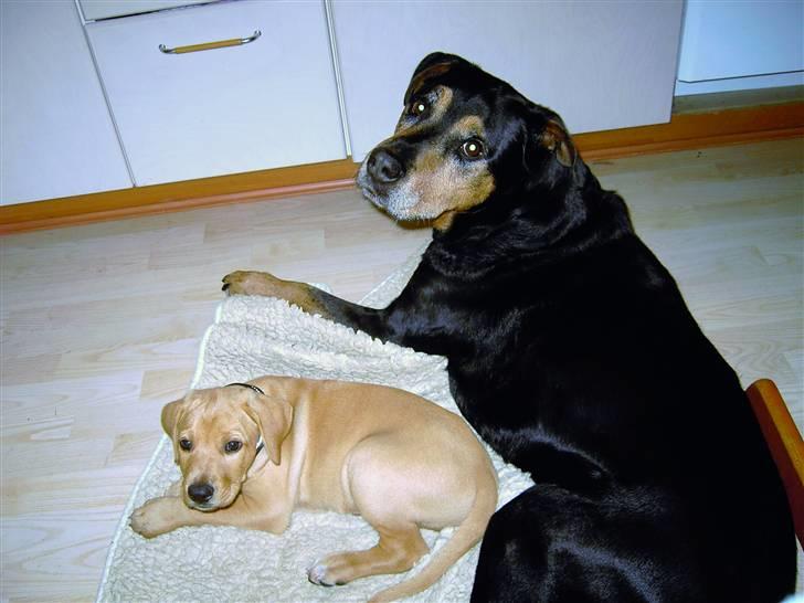 Blanding af racer Rollo Himmelhund billede 7