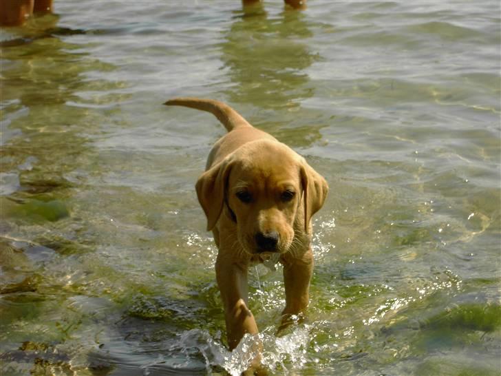 Blanding af racer Rollo Himmelhund billede 8