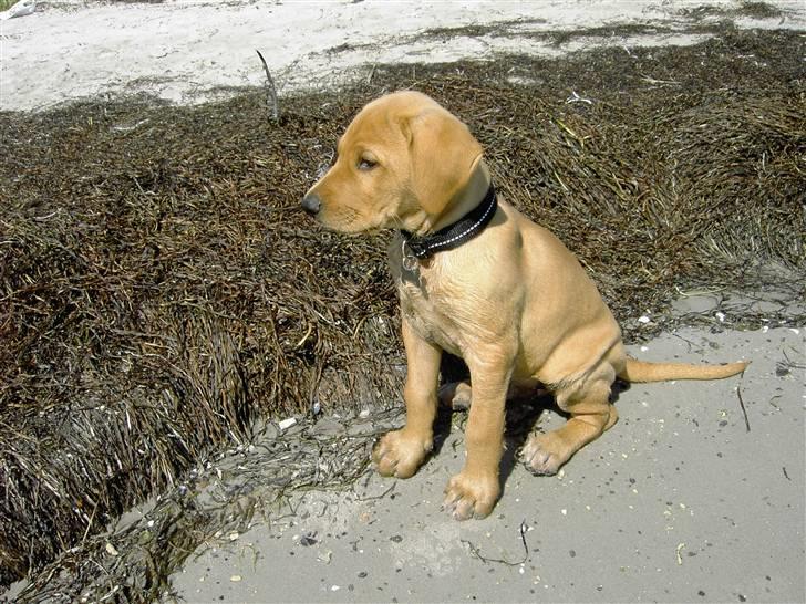 Blanding af racer Rollo Himmelhund billede 9