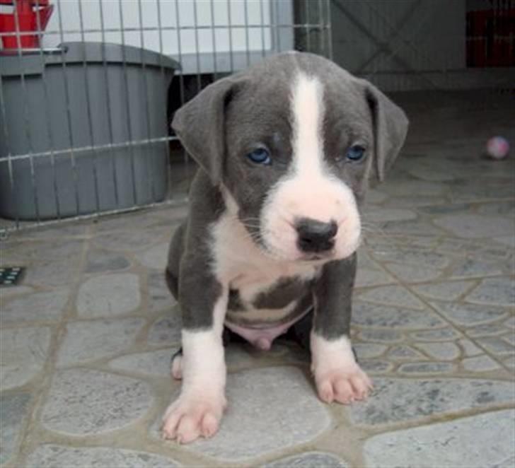 Amerikansk staffordshire terrier cliff billede 2