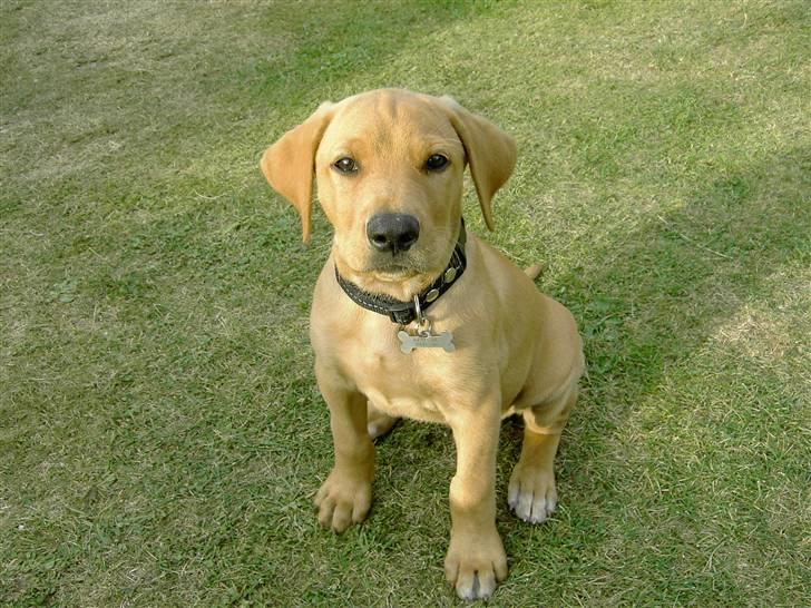 Blanding af racer Rollo Himmelhund billede 10