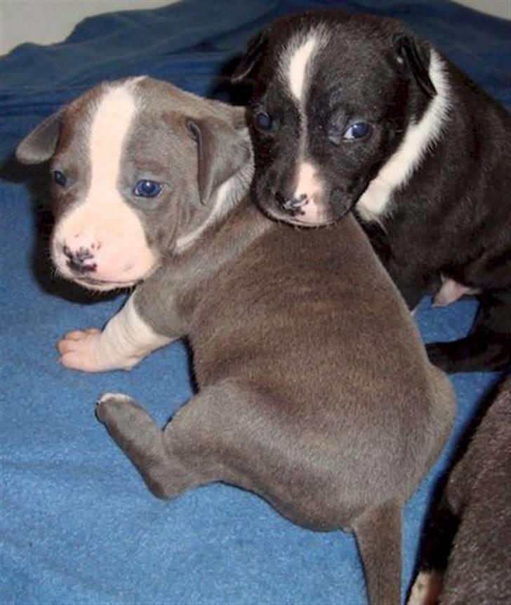 Amerikansk staffordshire terrier cliff - vi brødre skal passe på hinanden... billede 3