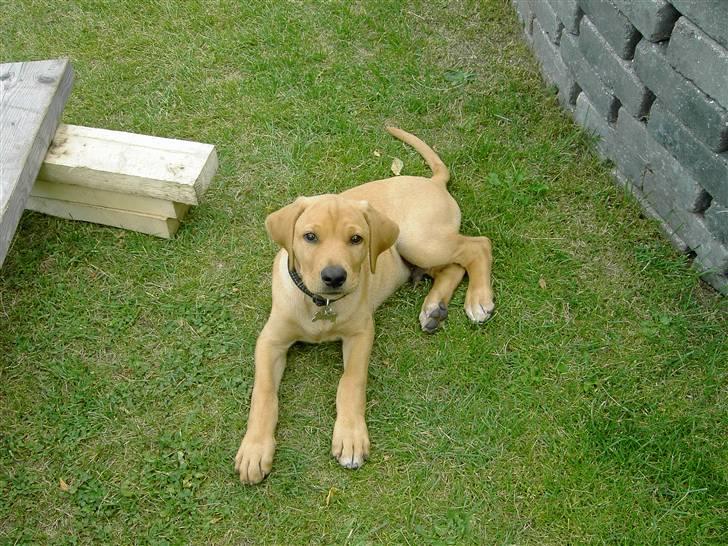 Blanding af racer Rollo Himmelhund billede 11